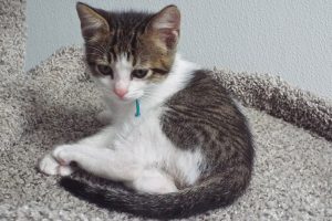 Baby Salzburg