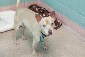 Picture of Sarge