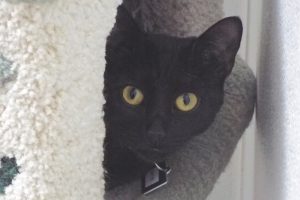 Picture of Satin