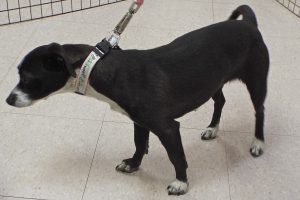 Picture of Tessie