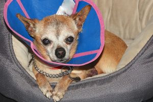 Picture of Turbo