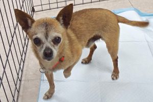 Picture of Turbo