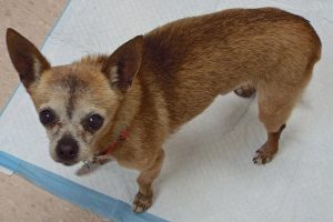 Picture of Turbo