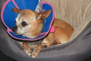 Picture of Turbo