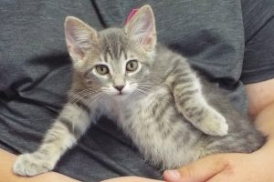 Picture of Amaretto