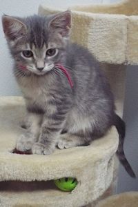 Picture of Amaretto