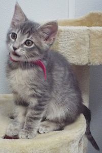 Picture of Amaretto