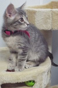 Picture of Amaretto