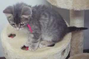 Picture of Amaretto