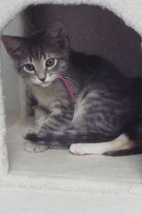 Picture of Amaretto