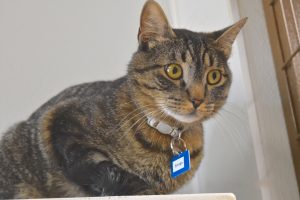 Picture of Amigo