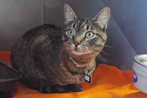 Picture of Amigo