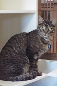 Picture of Amigo