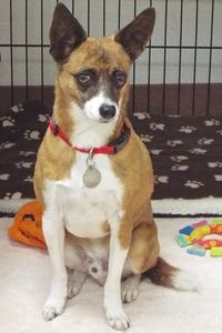 Picture of Bandit
