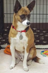 Picture of Bandit