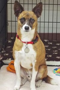 Picture of Bandit