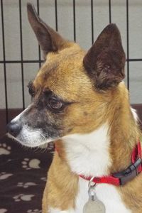 Picture of Bandit