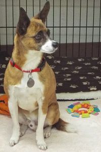 Picture of Bandit