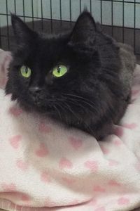 Picture of Black Velvet