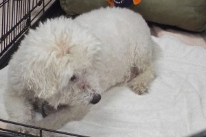 Picture of Buddy Boy