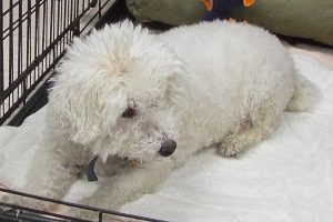 Picture of Buddy Boy