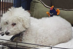 Picture of Buddy Boy