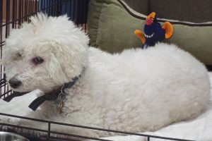 Picture of Buddy Boy