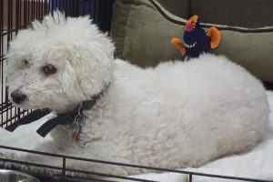 Picture of Buddy Boy