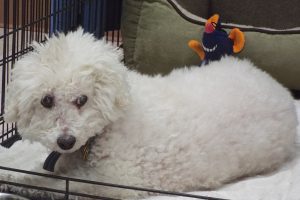 Picture of Buddy Boy