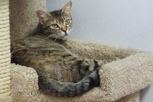 Picture of Butternut