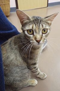 Picture of Butternut