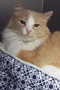 Picture of Cato
