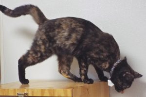 Picture of Charlotte