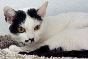 Picture of Dottie