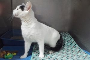 Picture of Dottie