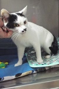 Picture of Dottie