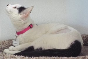Picture of Dottie