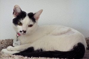 Picture of Dottie