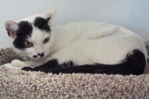 Picture of Dottie