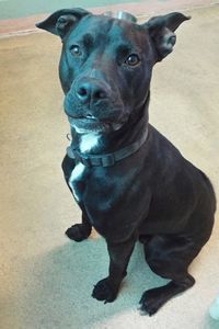 Picture of Frankie