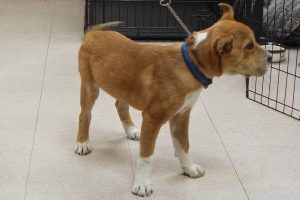 Picture of Hachiko