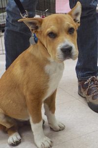 Picture of Hachiko