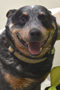 Picture of Jasper