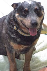 Picture of Jasper