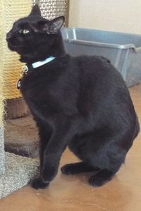 Picture of Kitty Baby