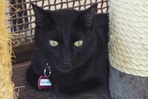 Picture of Kitty Baby