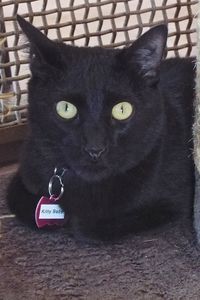 Picture of Kitty Baby