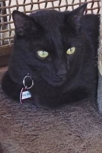 Picture of Kitty Baby