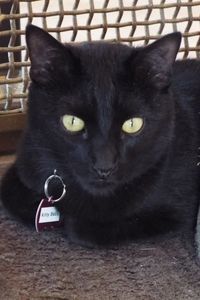 Picture of Kitty Baby