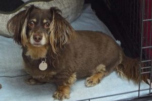 Picture of Koko